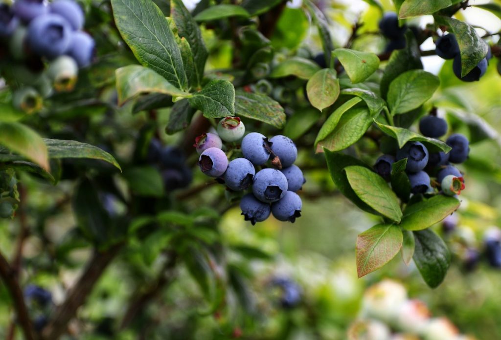 Photo Blueberries by Mario Mendez